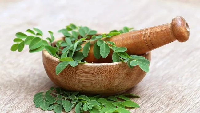 Manfaat Daun Kelor Kering untuk Kebutuhan Herbal dan Pangan
