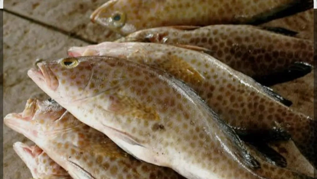 Ikan Kerapu