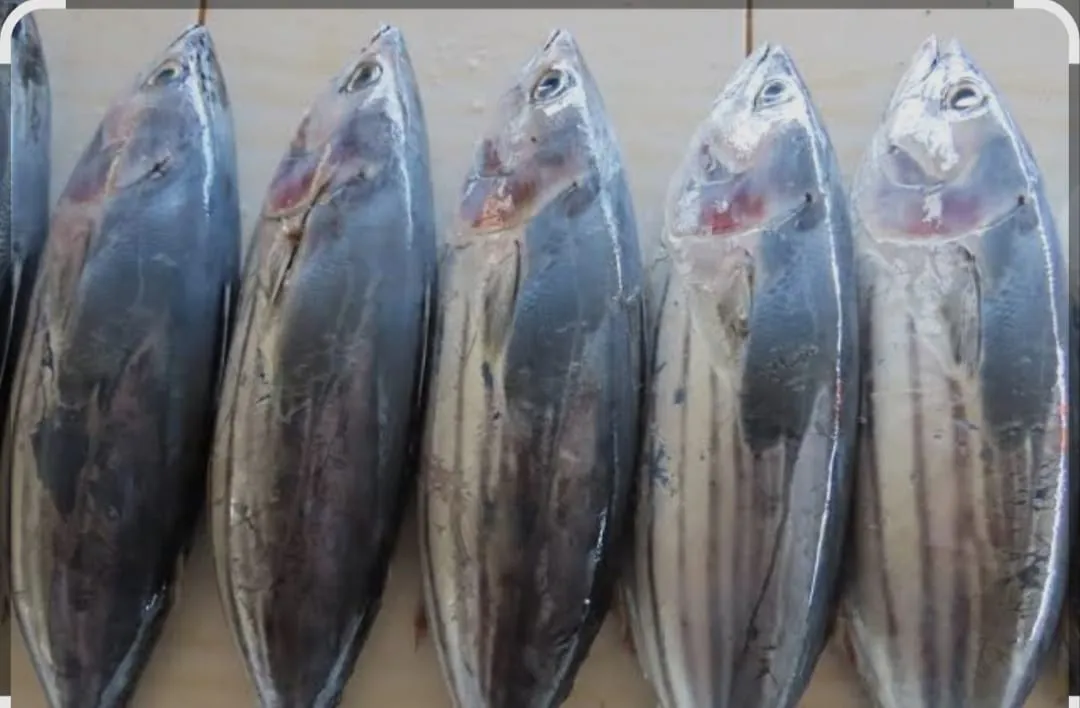 Ikan Cakalang
