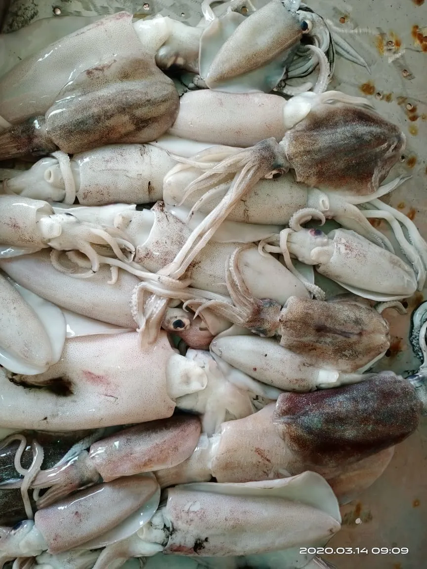 Cumi-Cumi